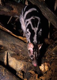 Civet