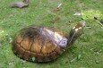 Turtle-02