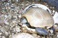 Turtle-05
